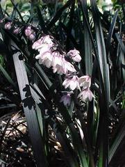 Ophiopogon japonicus ‘Nigrescens’ – Black Mondo Grass