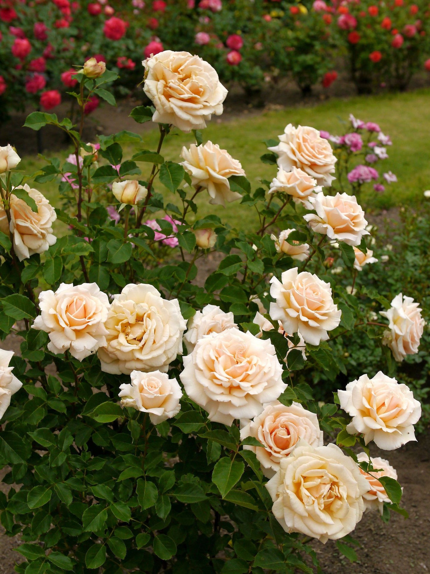Rosa ‘Diamond Jubilee’ (Diamond Jubilee Hybrid Tea Rose)