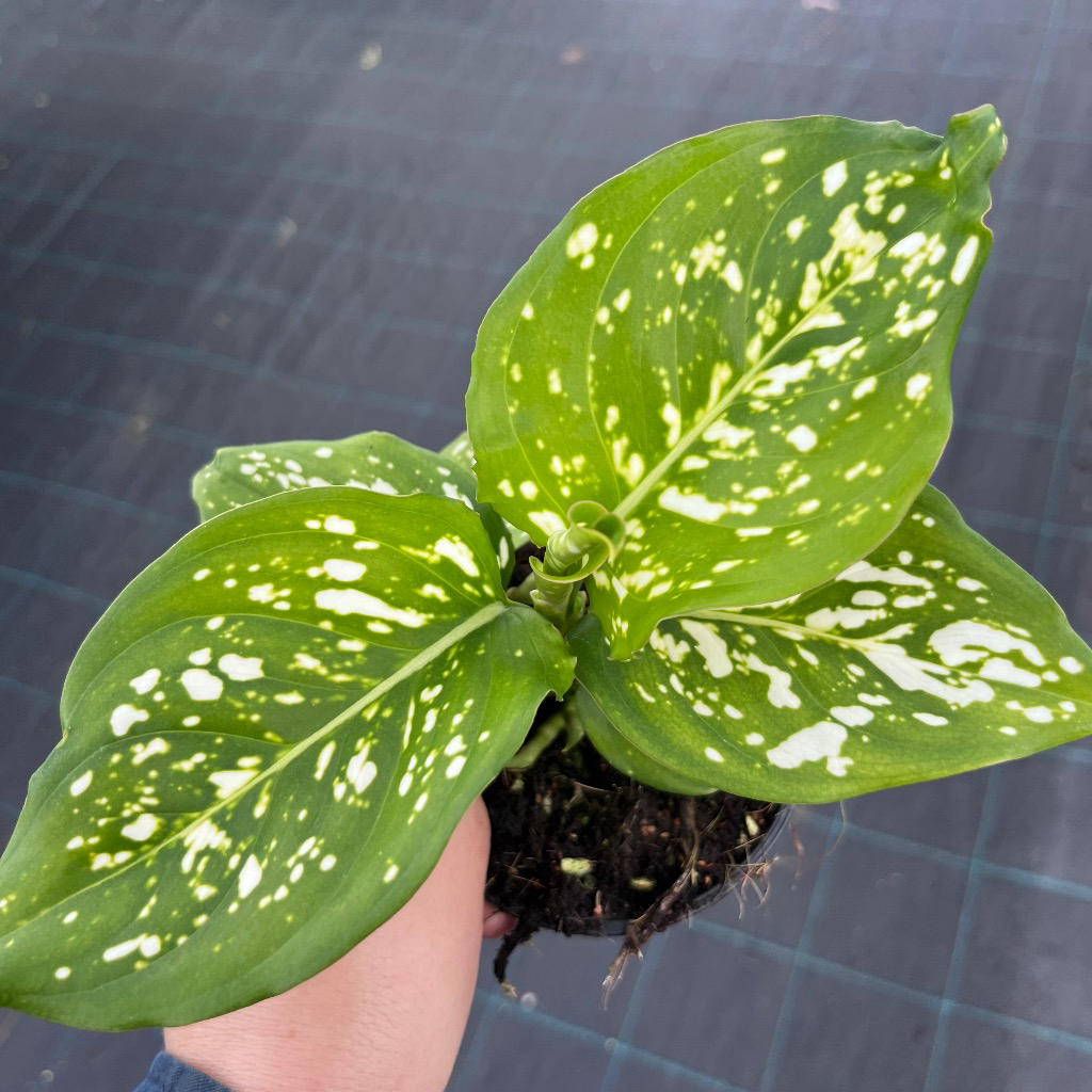 Aglaonema ‘Eileen’ (Chinese Evergreen)