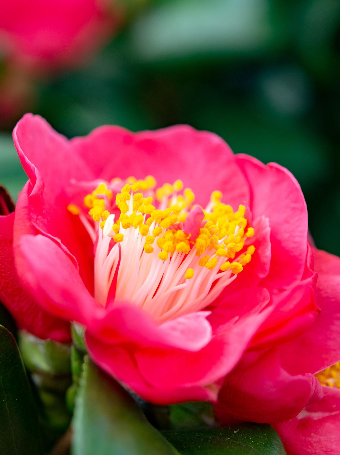 Camellia Sasanqua (Sasanqua Camellia)
