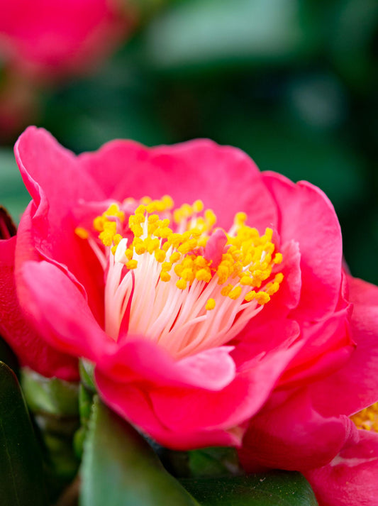 Camellia Sasanqua (Sasanqua Camellia)