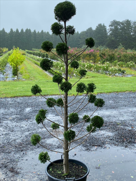 Cupressocyparis Leylandii 'Leighton Green' (Leighton Green Conifer – Cloud Tree Form)