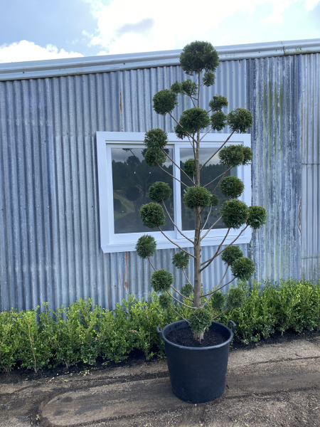 Cupressocyparis Leylandii 'Leighton Green' (Leighton Green Conifer – Cloud Tree Form)