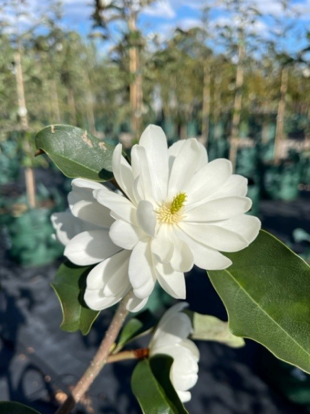 Magnolia Inspiration (Syn. Michelia)