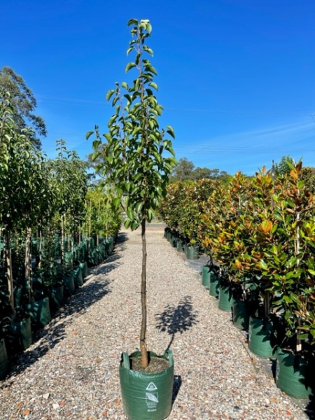 Pyrus Calleryana 'Cleveland Select' (Cleveland Select Pear)