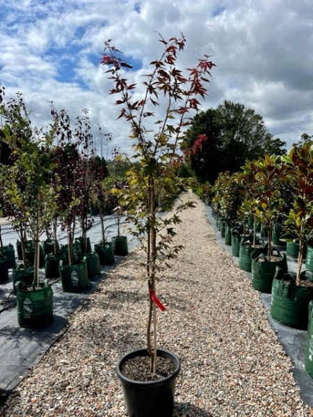 Acer Palmatum 'Atropurpureum' (Purple Japanese Maple)