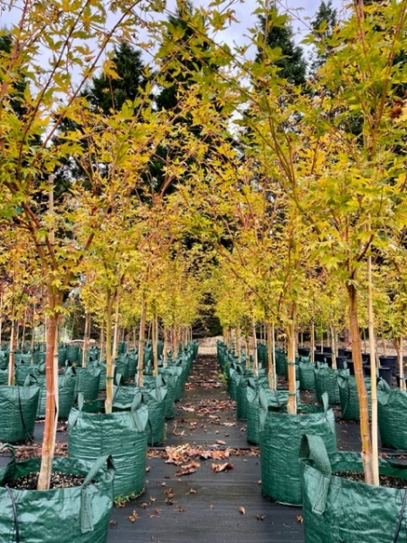 Acer Palmatum ‘Sango-Kaku’ (Coral Bark Maple)