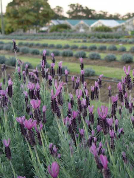 Lavandula Stoechas ‘Avonview’ (Avonview Lavender)