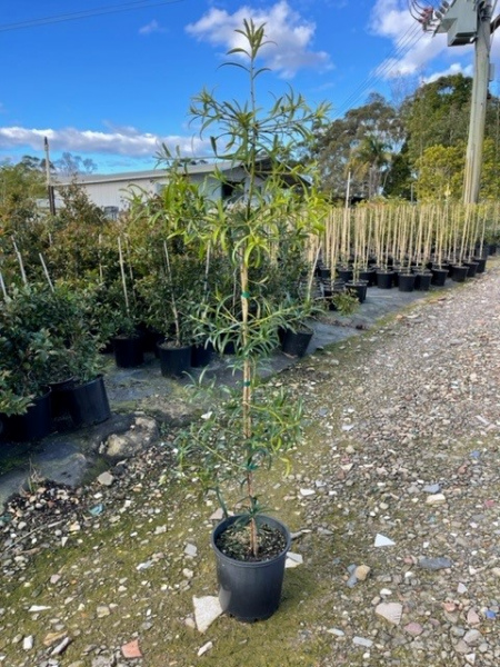 Podocarpus Elatus (Plum Pine)