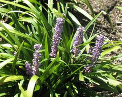 Liriope muscari ‘Purple’ – Lily Turf