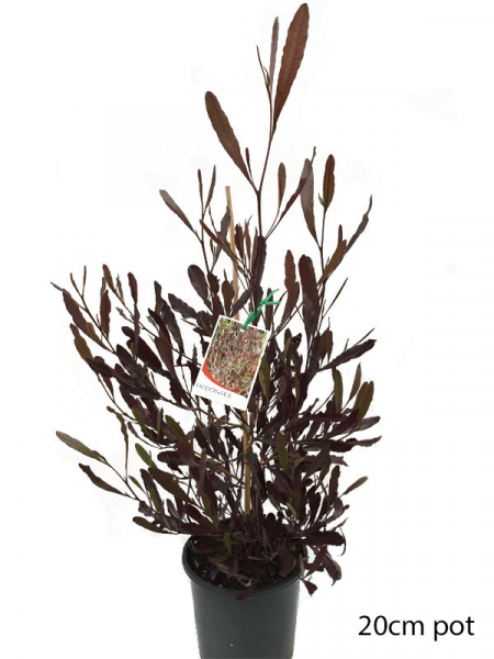 Dodonaea Viscosa Purpurea (Purple Hop Bush)