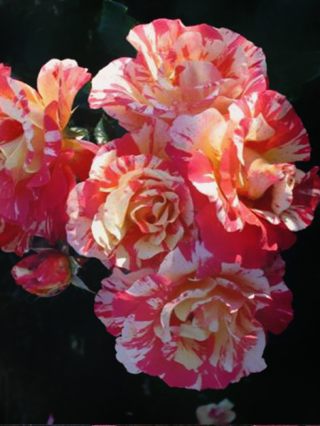 Rosa ‘Alfred Sisley’ (Delbard Rose)