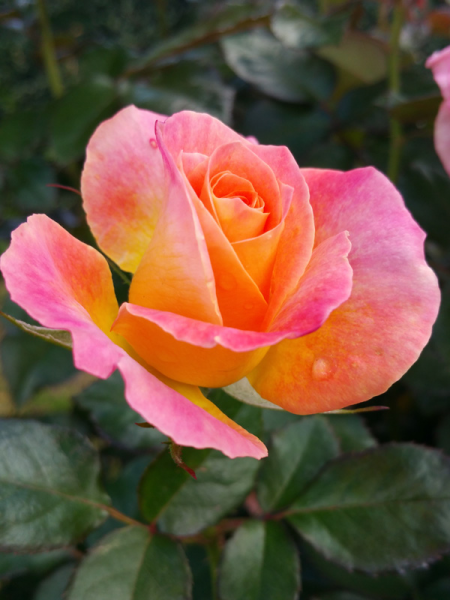 Rosa 'Daybreaker' (Daybreaker Rose)