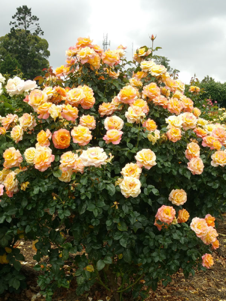 Rosa 'Daybreaker' (Daybreaker Rose)