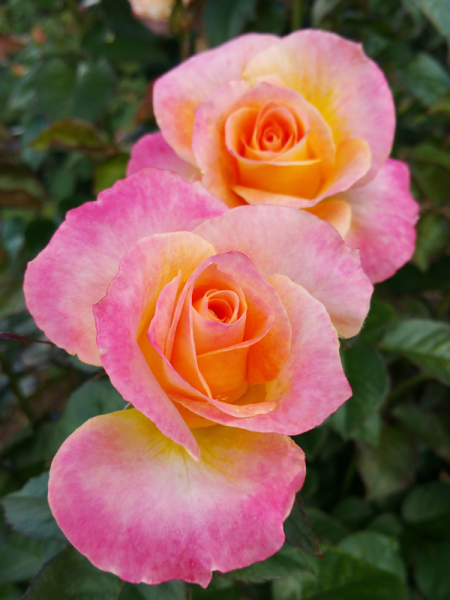 Rosa 'Daybreaker' (Daybreaker Rose)