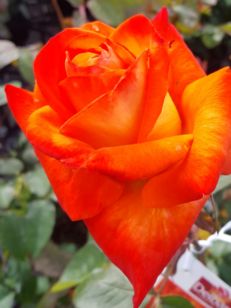 Rosa ‘France Libre’ (Rose)