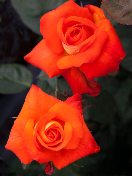 Rosa ‘France Libre’ (Rose)