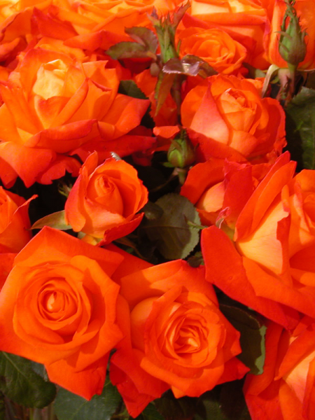 Rosa ‘France Libre’ (Rose)
