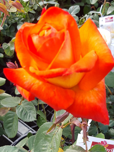 Rosa ‘France Libre’ (Rose)