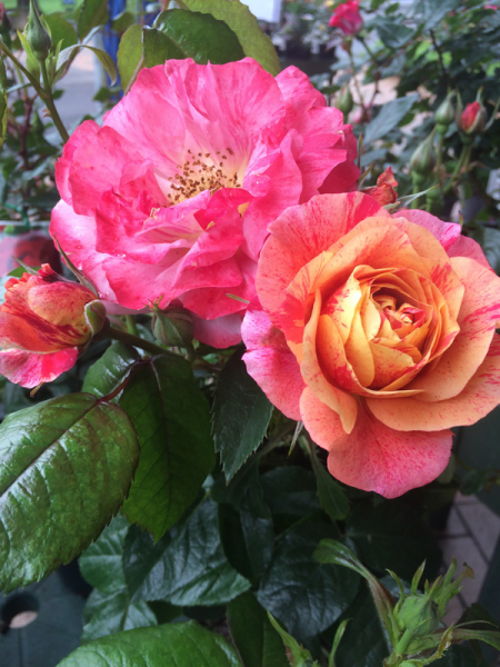 Rosa 'Frida Kahlo' (Floribunda Rose)