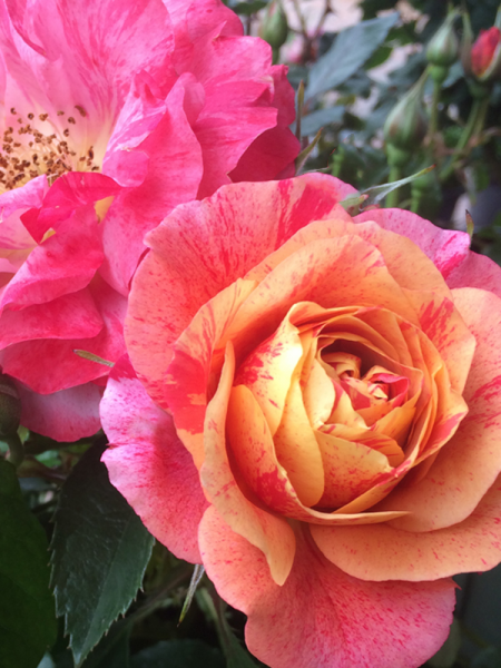 Rosa 'Frida Kahlo' (Floribunda Rose)