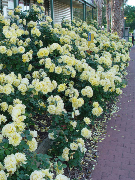 Rosa ‘Gold Bunny’ (Gold Bunny Floribunda Rose)