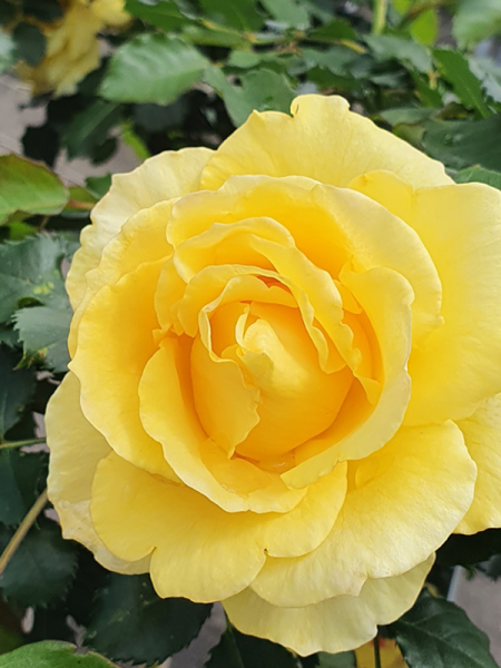 Rosa ‘Gold Bunny’ (Gold Bunny Floribunda Rose)