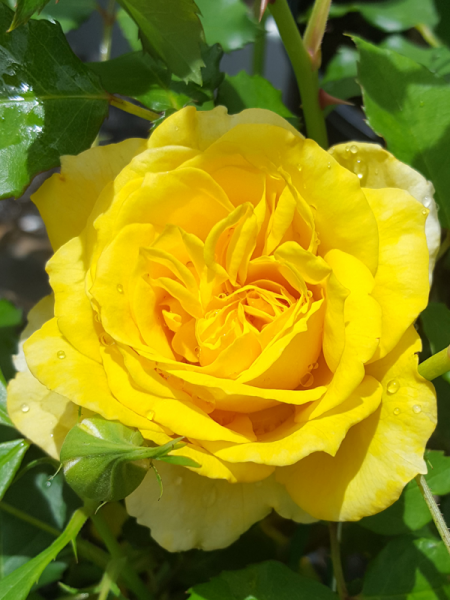 Rosa ‘Gold Bunny’ (Gold Bunny Floribunda Rose)