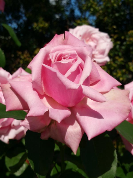Rosa ‘Heaven Scent’ (Hybrid Tea Rose Standard)