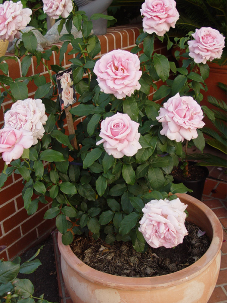 Rosa ‘Heaven Scent’ (Hybrid Tea Rose Standard)