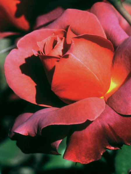 Rosa 'Hot Cocoa' (Hybrid Tea Rose)