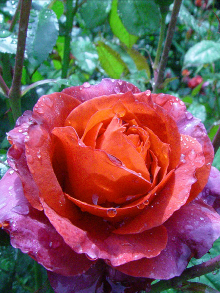 Rosa 'Hot Cocoa' (Hybrid Tea Rose)