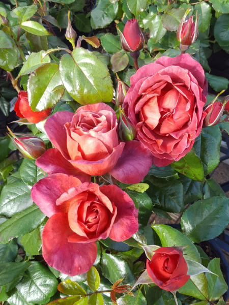 Rosa 'Hot Cocoa' (Hybrid Tea Rose)