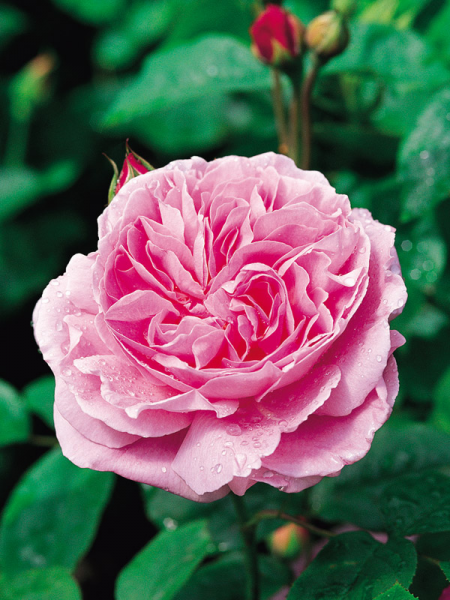 Rosa ‘Mary Rose’ (David Austin Rose)