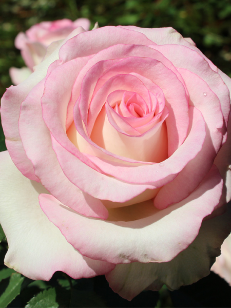 Rosa 'Moonstone' (Hybrid Tea Rose)