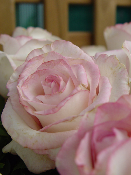 Rosa 'Moonstone' (Hybrid Tea Rose)