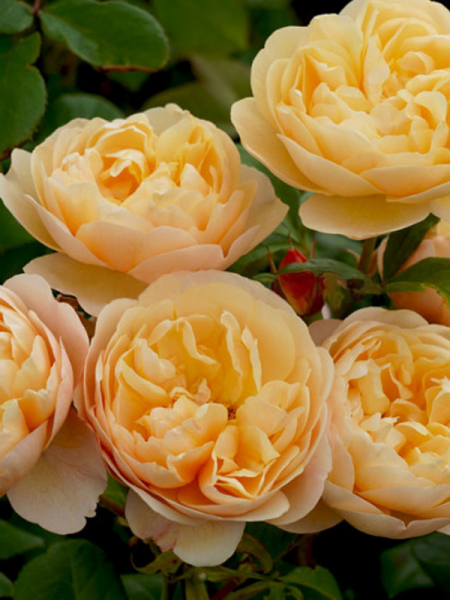 Rosa ‘Roald Dahl™’ (English Rose)