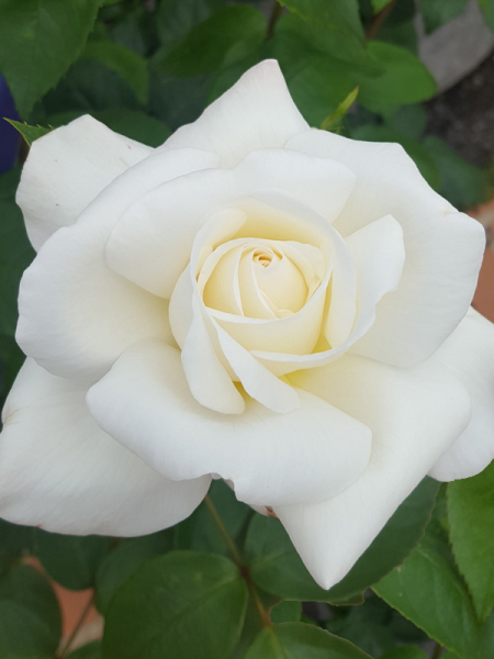 Rosa 'Sugar Moon' (Hybrid Tea Rose)