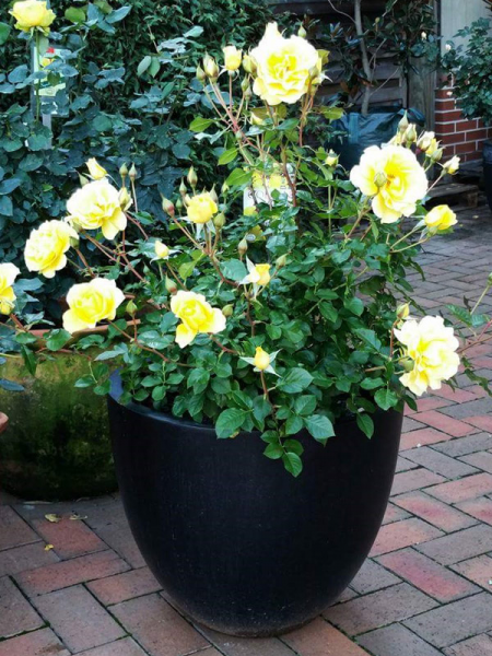 Rosa 'The Golden Child' (The Golden Child Rose)