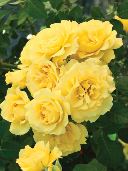 Rosa 'The Golden Child' (The Golden Child Rose)