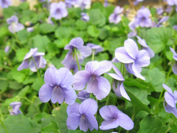 Viola Hederacea (Ivy-leaved Violet / Native Violet)