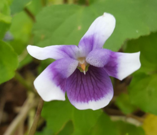 Viola Hederacea (Ivy-leaved Violet / Native Violet)