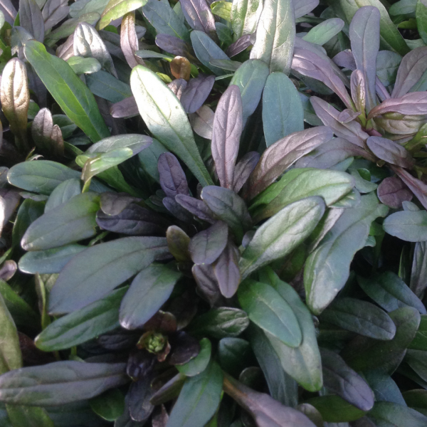 Ajuga Reptans ‘Chocolate Chip’ (Chocolate Chip Bugleweed)