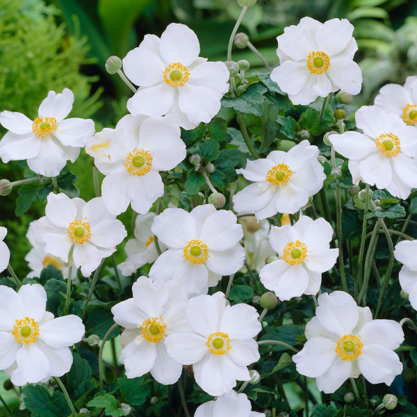 Anemone × Hybrida ‘Honorine Jobert’ (Japanese Anemone)