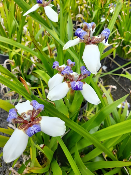 Neomarica Gracilis (Brazilian Walking Iris) (Syn. Bicolor)