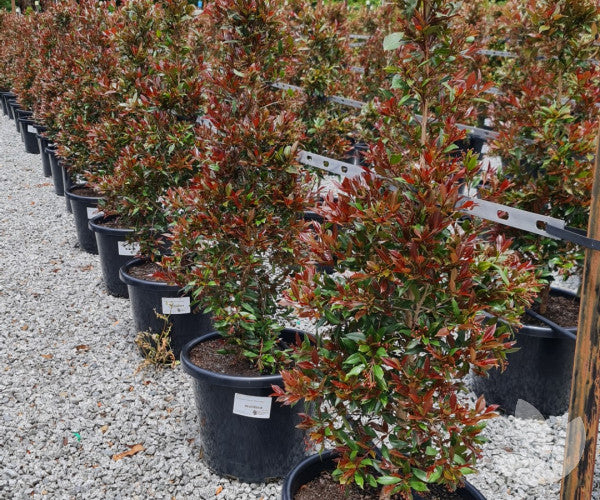 Syzygium australe ‘Plum Magic’ (Lilly Pilly Standard)