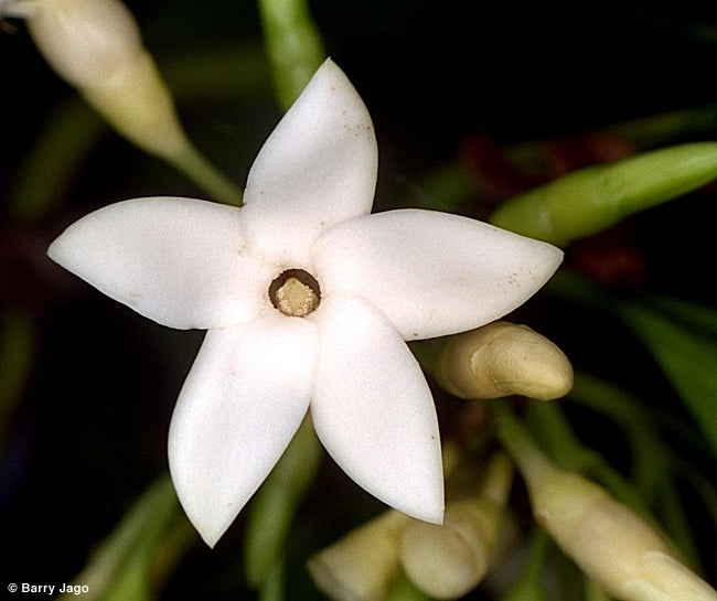 Atractocarpus fitzalanii (syn. Randia)
