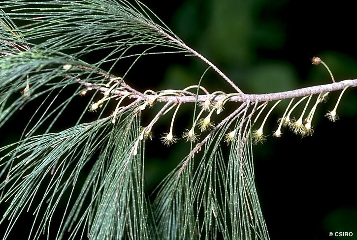 Allocasuarina torulosa (Forest Oak)