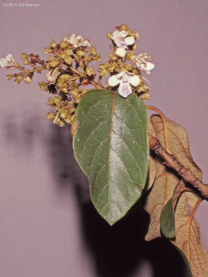 Gmelina leichhardtii