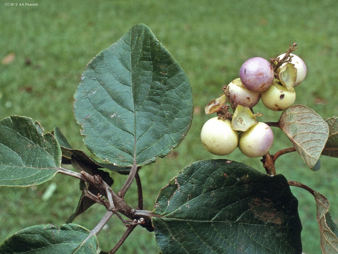 Gmelina leichhardtii
